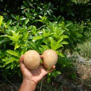 Caribbean Fruits & Produce