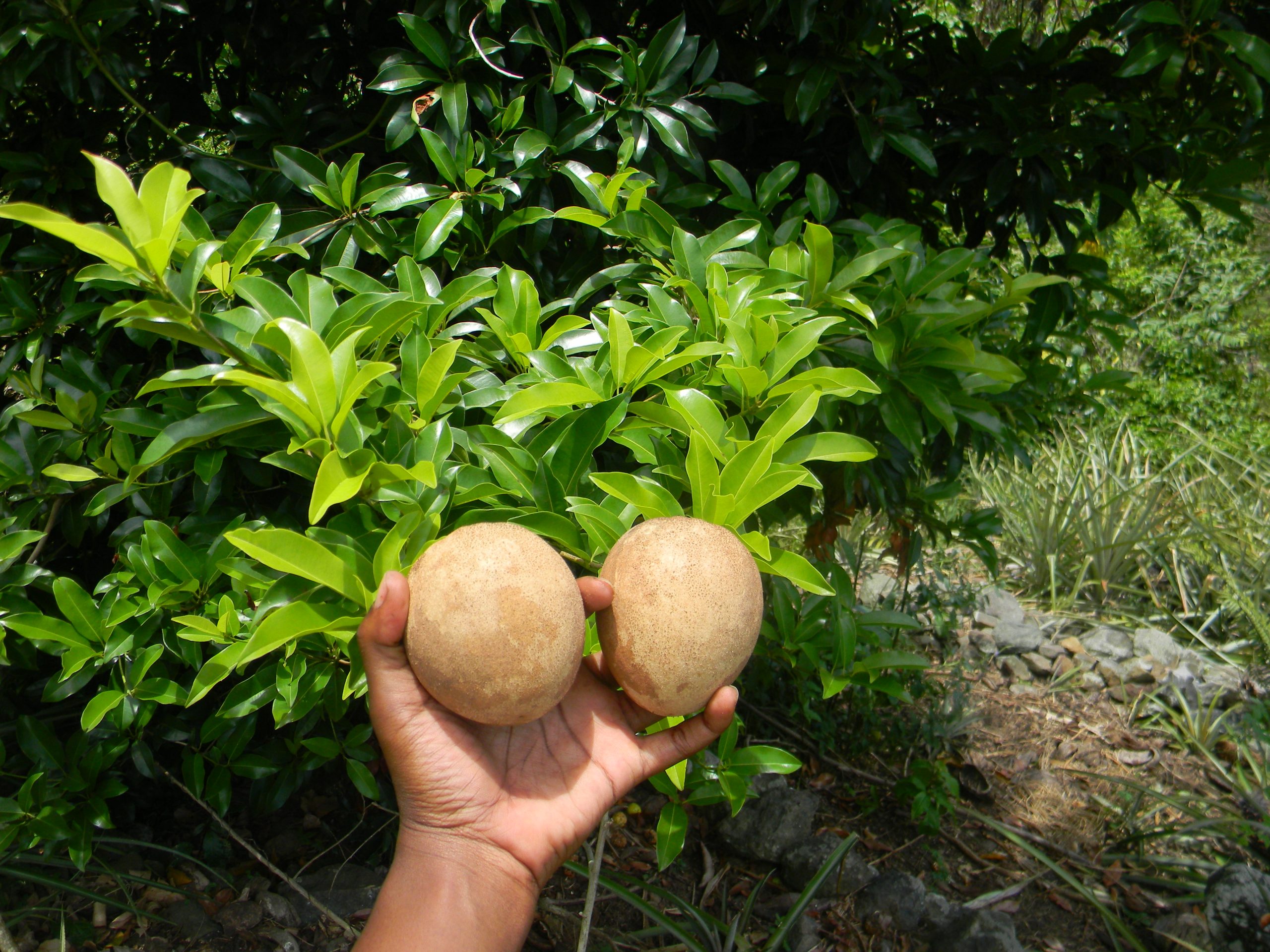 Caribbean Fruits & Produce