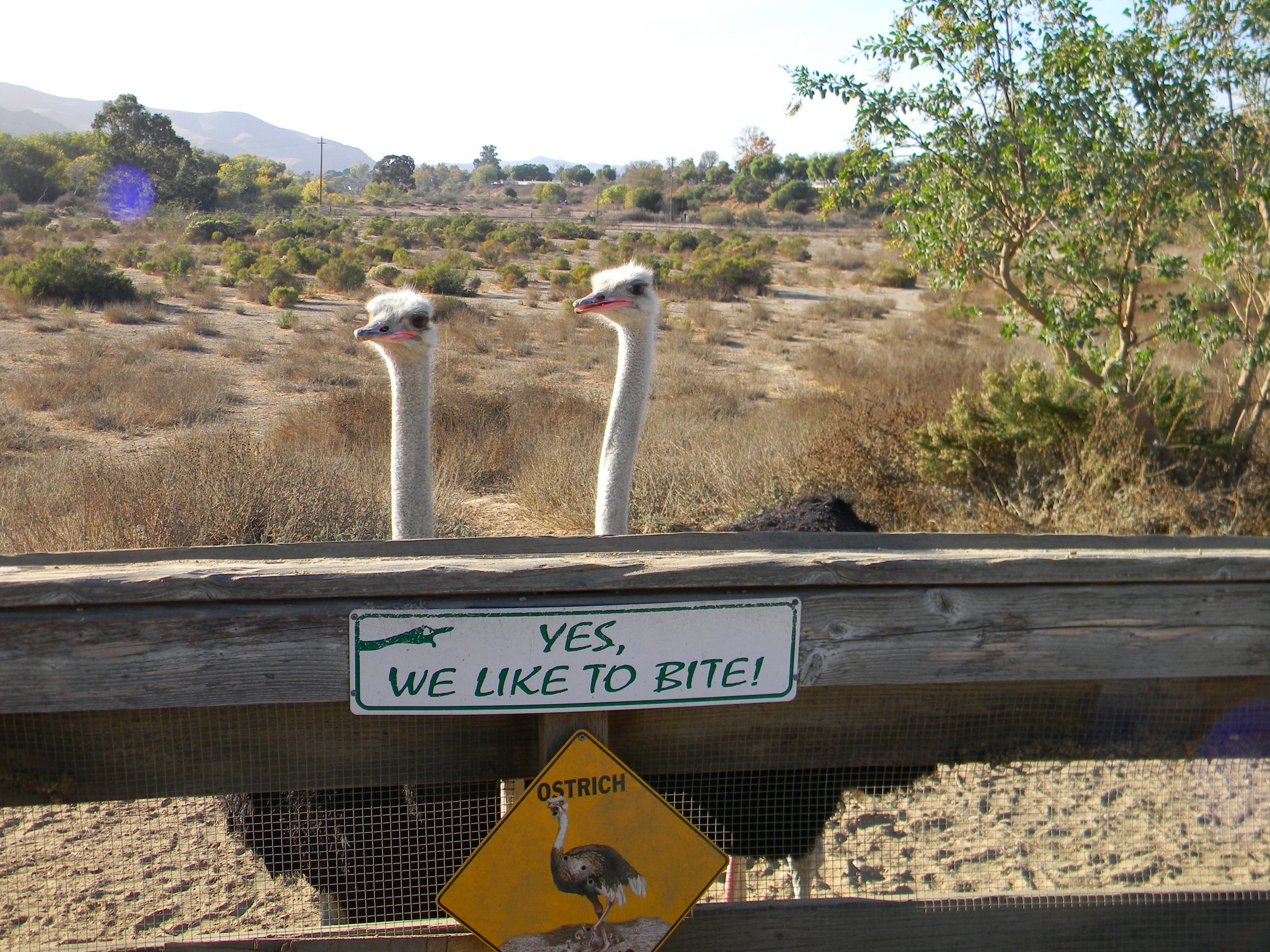 Visit Ostrich Land; A Must See Along the California Coast!
