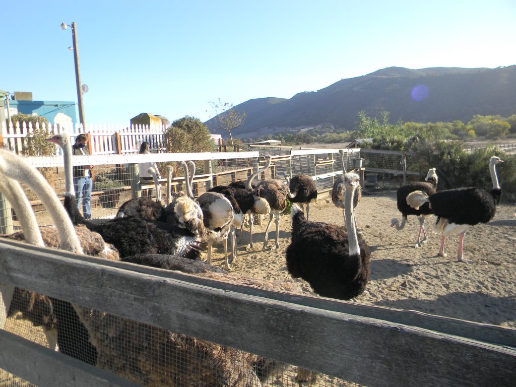 Ostrich herd