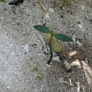 Virgin Islands Mangrove Restoration Update 2022