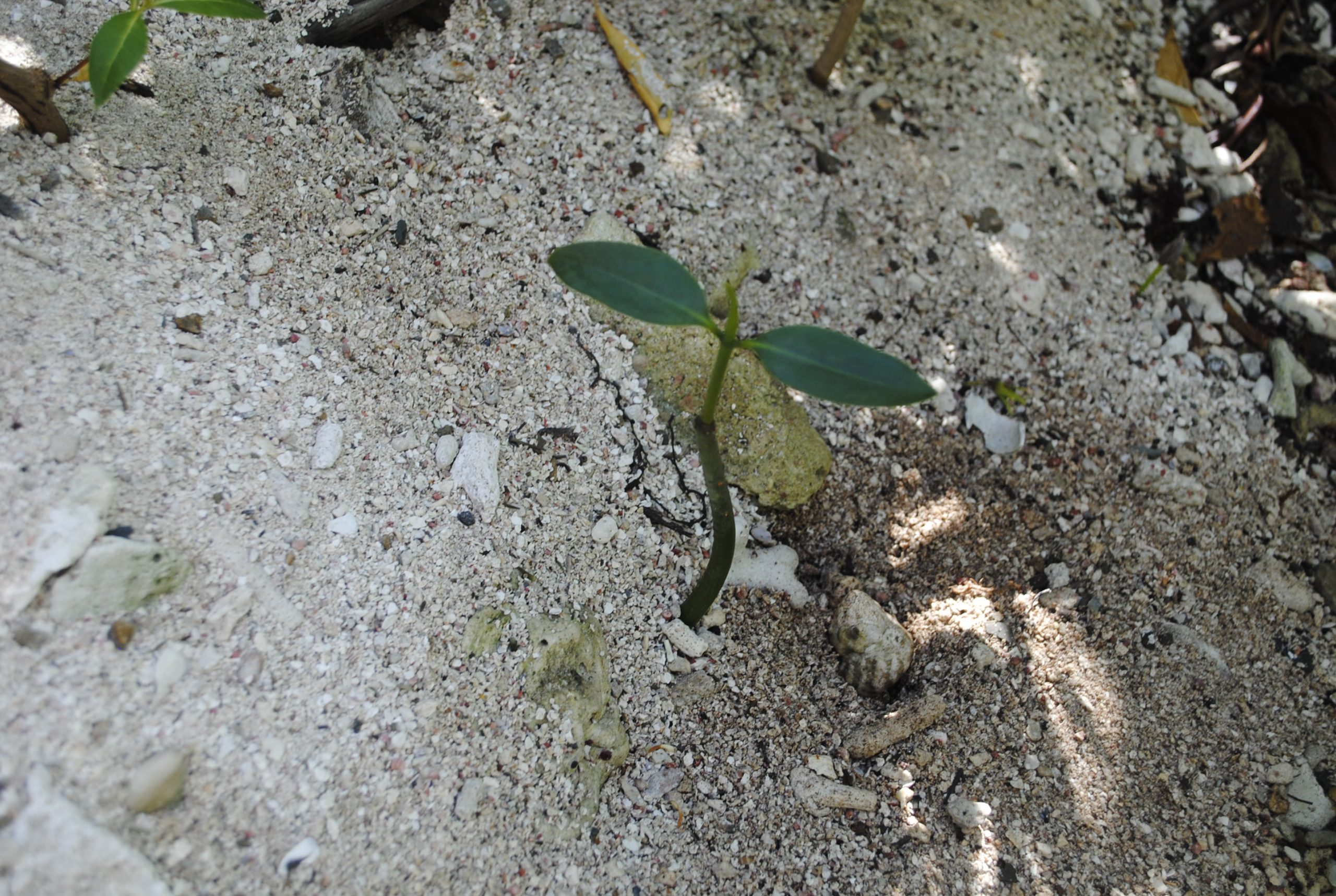 Virgin Islands Mangrove Restoration Update 2022